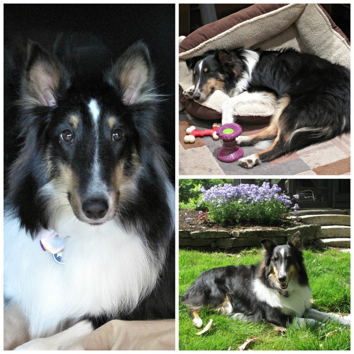 Collage of three photos of Pax the Sheltie inside, outside and asleep in his dog bed.
