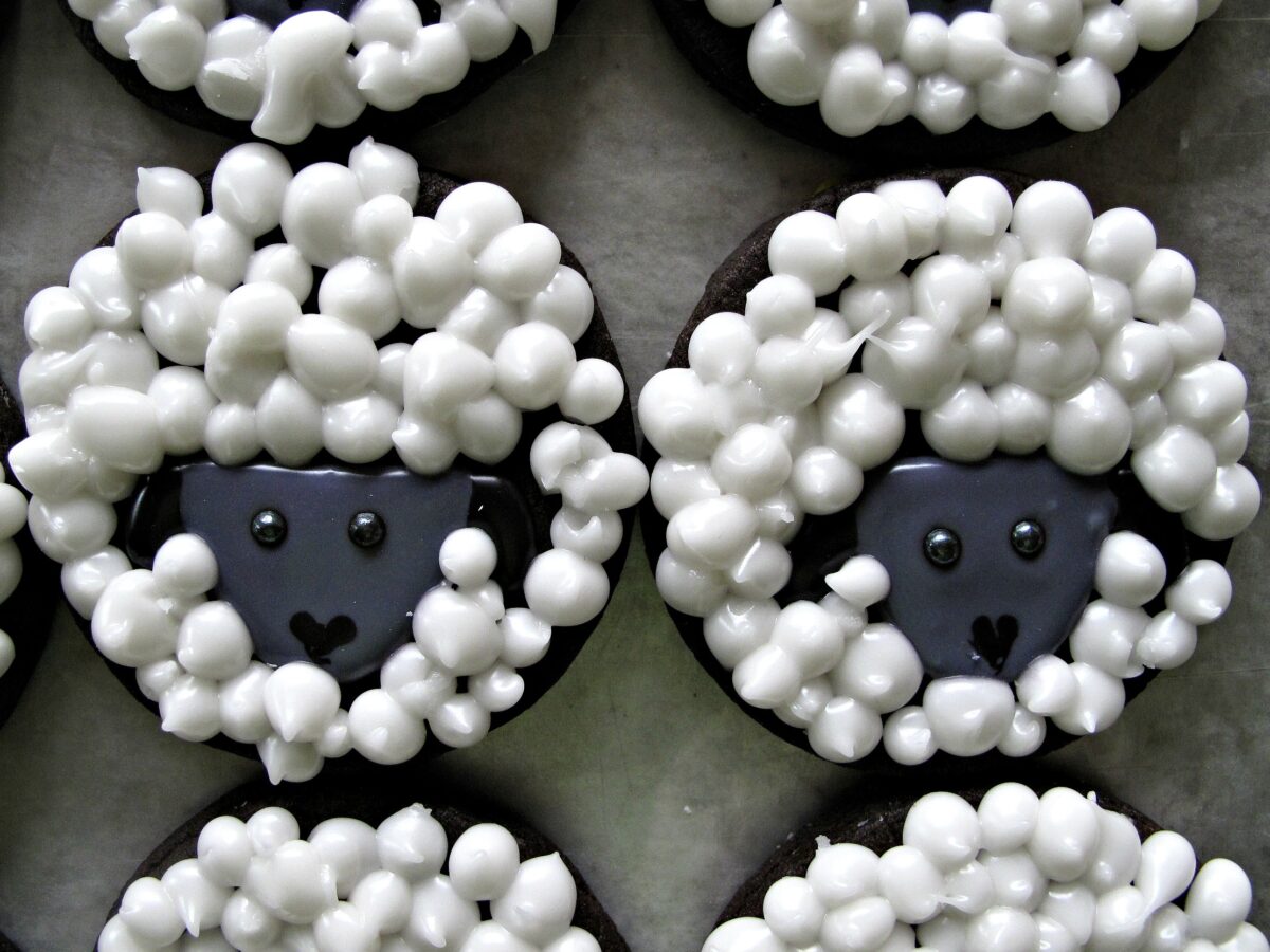 Closeup of circle Sugar Cookies decorating like black faced sheep.