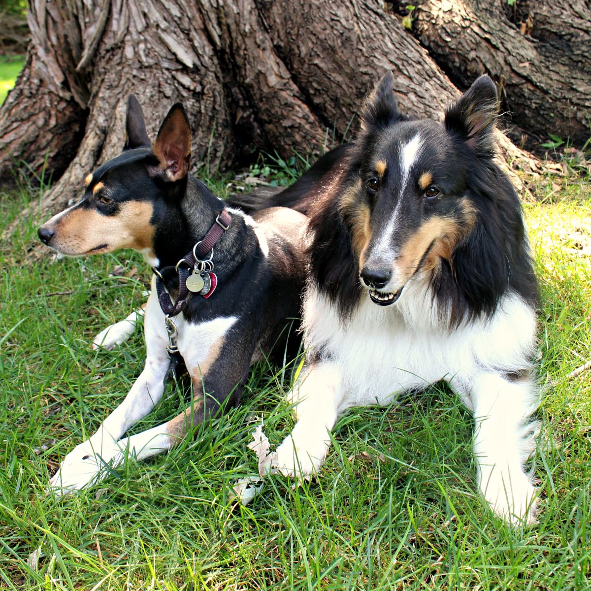 Tabby the Rat Terrier and Pax the Sheltie lying down on grass.