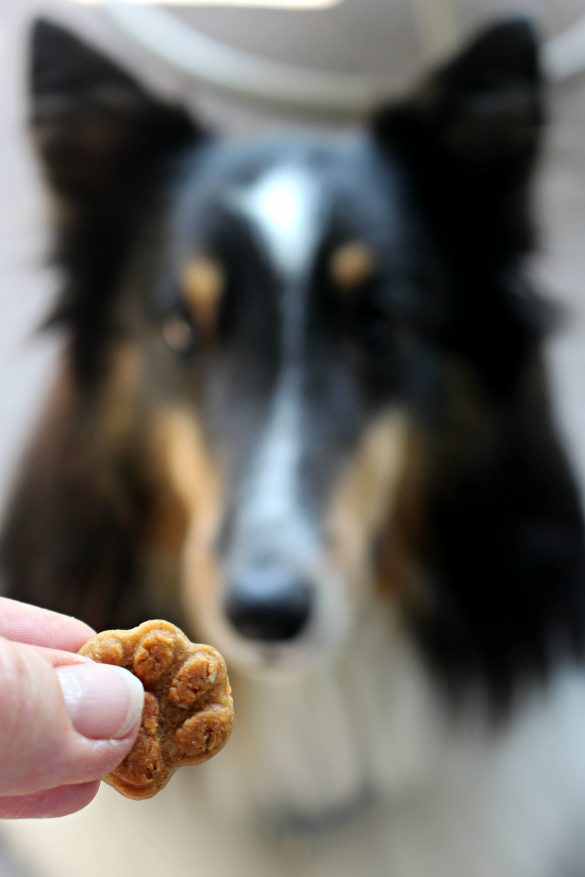 Paw Prints Dog Cookie being offered to Pax the Sheltie